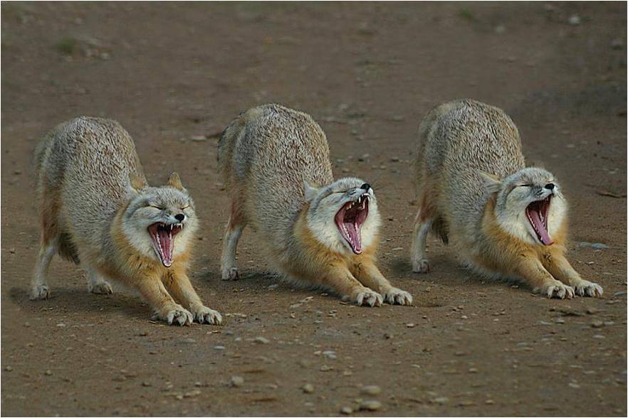 Achtergronden Wolves 