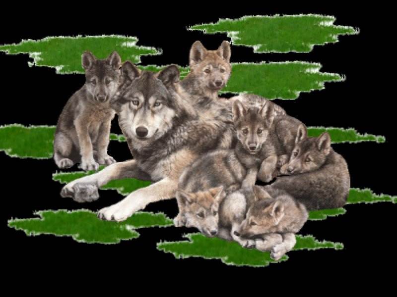 Achtergronden Wolves 