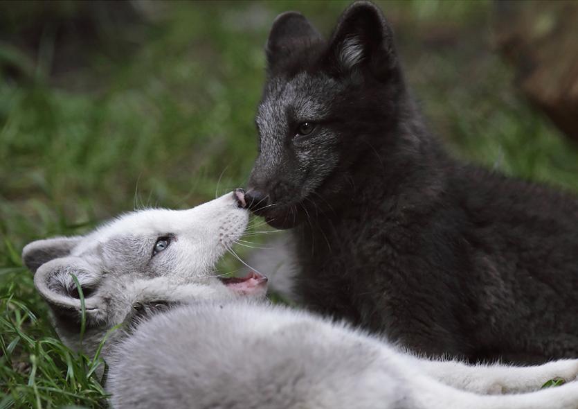 Achtergronden Wolves 