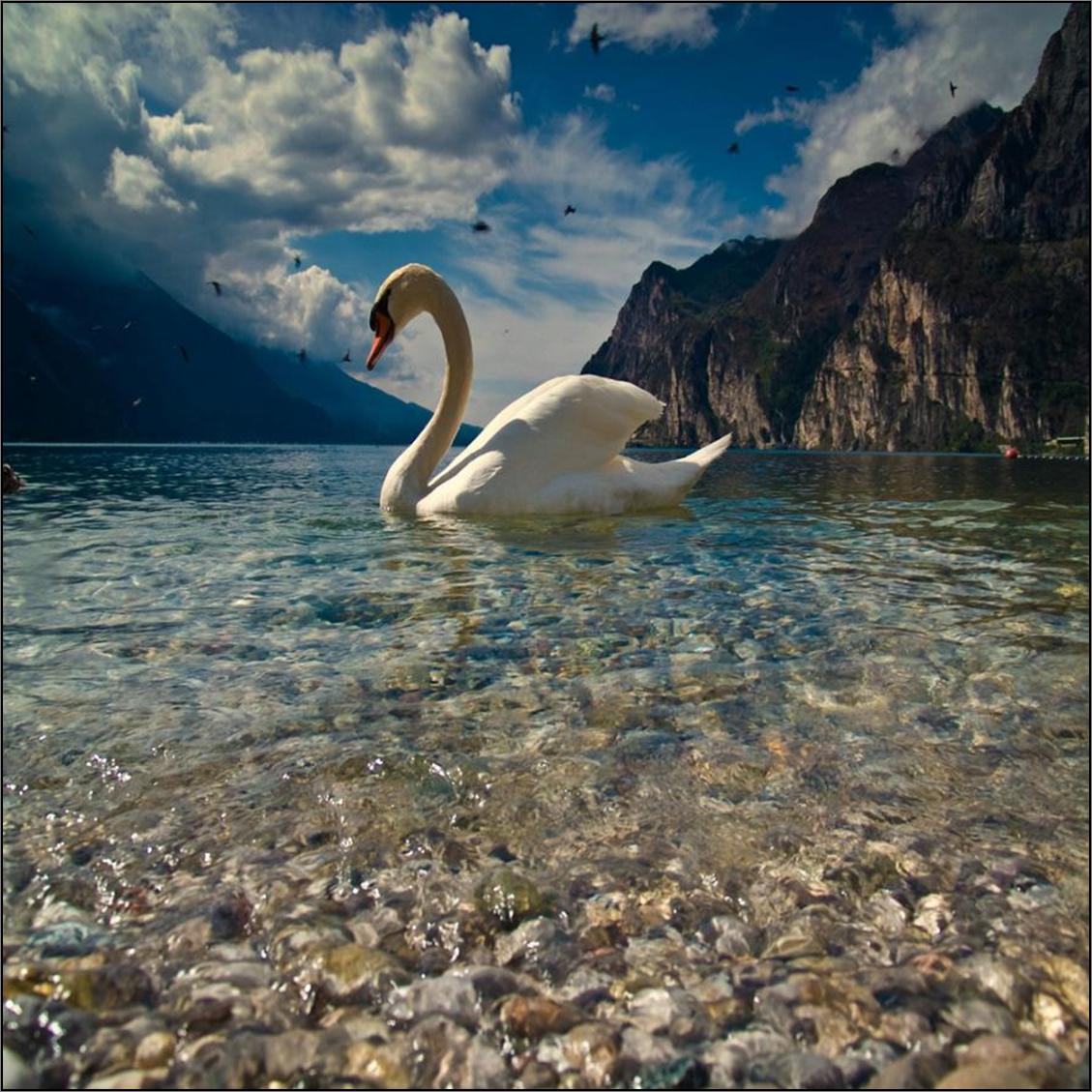 Zwanen Achtergronden 