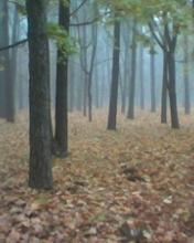 Telefoon Achtergronden Landschappen en natuur 