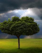 Telefoon Achtergronden Landschappen en natuur 