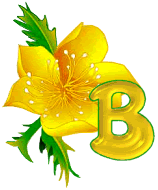 Alfabetten Bloemen 19 Letter B