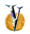Alfabetten Egel Letter V
