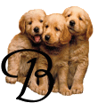 Alfabetten Honden 10 