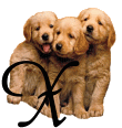 Alfabetten Honden 10 
