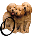 Alfabetten Honden 10 