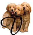 Alfabetten Honden 10 