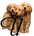 Alfabetten Honden 10 