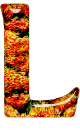 Alfabetten Oranje 