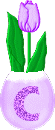 Alfabetten Tulp 