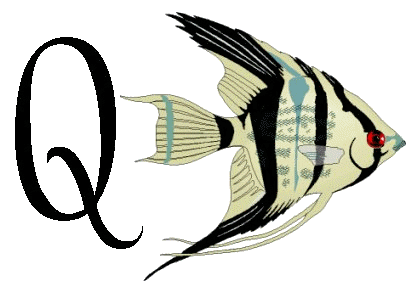 Alfabetten Vissen 2 