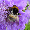 Avatars Bloemen en natuur 