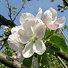 Avatars Bloemen en natuur 