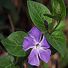 Avatars Bloemen en natuur 