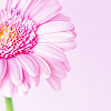 Bloemen Avatars Avatar Bloem Roze Gerbera