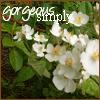 Bloemen Avatars 