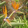 Bloemen Avatars 