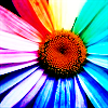 Bloemen Avatars 