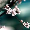 Bloemen Avatars 
