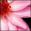 Bloemen Avatars 