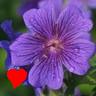 Bloemen Avatars 