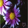 Bloemen Avatars 