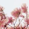 Bloemen Avatars 