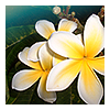 Bloemen Avatars 