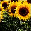 Bloemen Avatars 