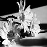 Bloemen Avatars 