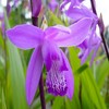 Bloemen Avatars 