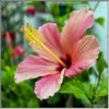 Bloemen Avatars 