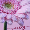 Bloemen Avatars 
