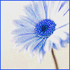 Bloemen Avatars 