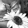 Bloemen Avatars 