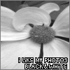 Bloemen Avatars 