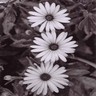 Bloemen Avatars 