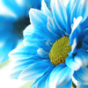 Bloemen Avatars Msn Plaatjes Bloem Blauw