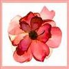Bloemen Avatars 