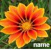 Bloemen Avatars 