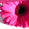 Bloemen Avatars Avatar Bloem Gerbera Roze