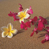 Bloemen Avatars 