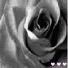 Bloemen Avatars 