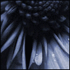 Bloemen Avatars 