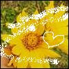 Bloemen Avatars 