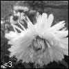 Bloemen Avatars 