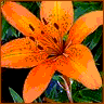 Bloemen Avatars 