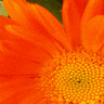 Bloemen Avatars Avatar Bloem Oranje