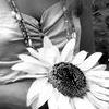 Bloemen Avatars 